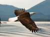 alaska-adelaar-dieren-10-1615969_adelaars_jpg.jpg